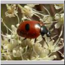 Coccinella quinquepunctata - Fuenfpunkt 09.jpg